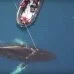 Видеоролик ученых продемонстрировал Антарктику глазами кита